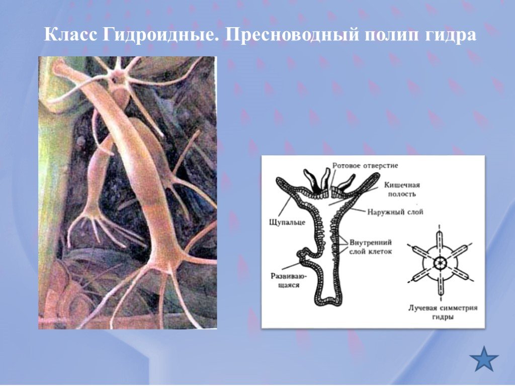 Телеграм бошки